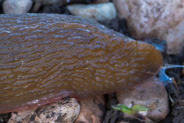 Limacidae sp. [Limax gr. corsicus]
